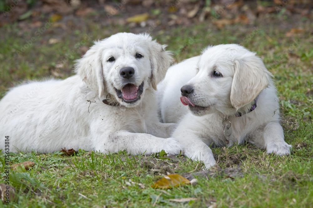 Two Golden Retriever puppies