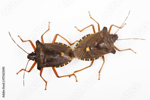 Forest Bugs (Pentatoma rufipes) mating