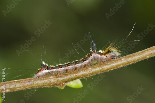 Grey Dragger caterpillar (Acronicta cuspis) © imageBROKER