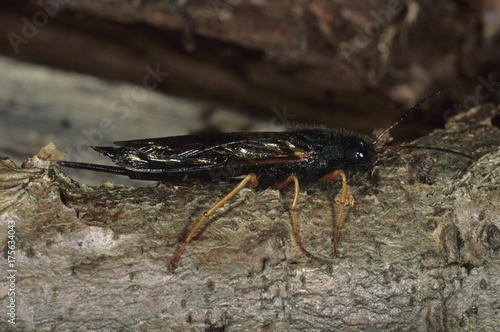 Steely-blue Wood Wasp (Sirex juvencus) photo