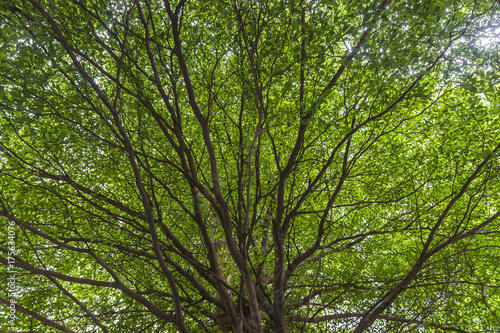 looking up to green leafs of a tree with multiple branches.