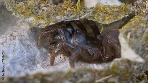 Spider Atypus muralis photo