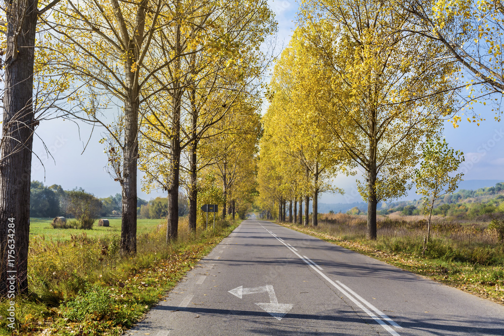 Autumn scene with road ,yellow poplars and blue sky