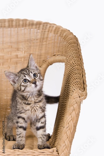 Kitten on a chair photo