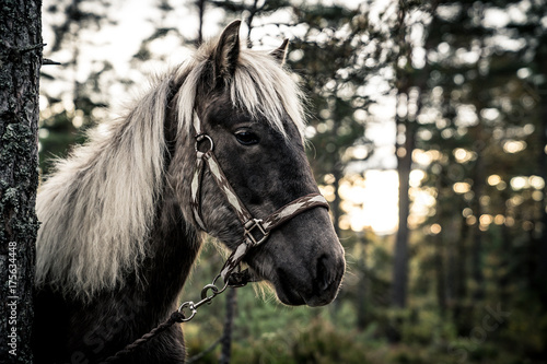 Nordland Horse from Norway