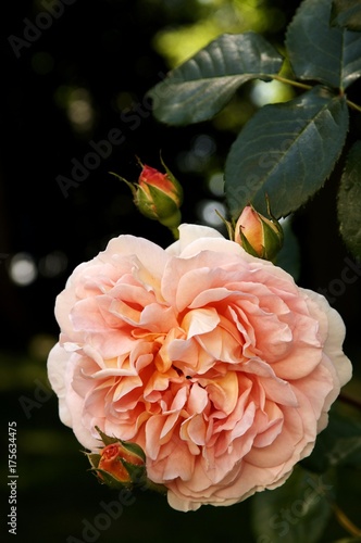 Rose (Rosa) blossom and buds, Othenstorf, Mecklenburg-Western Pomerania, Germany, Europe