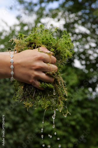 Sphagnum (Sphagnum spec.)