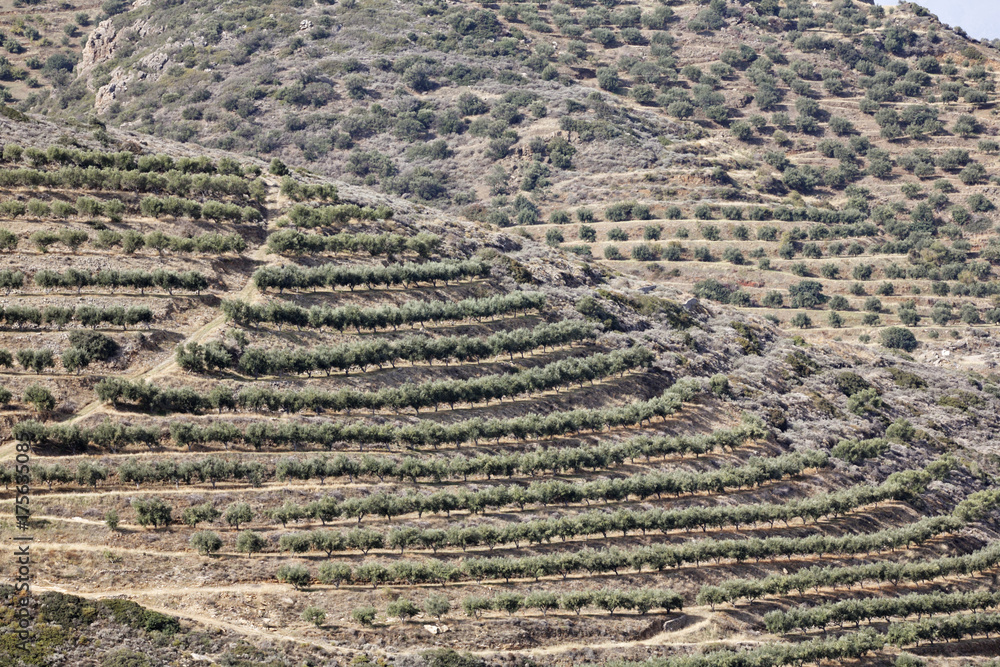Olive plantation, Crete, Greece, Europe