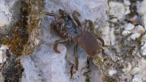 Spider Atypus muralis photo