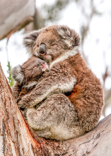 Australien, Victoria, Cape Otway, Koalabärenmutter hält ihr Baby im Arm, sitzend im Eukalyptusbaum