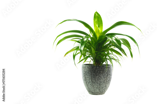 green potted plant  trees in the pot isolated on white background.