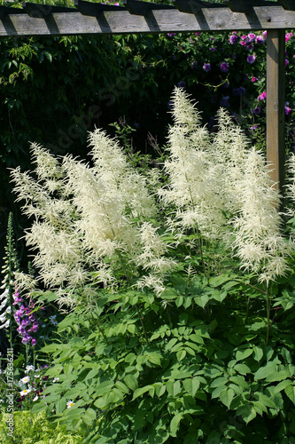 Flowering goats beard (Aruncus dioicus)