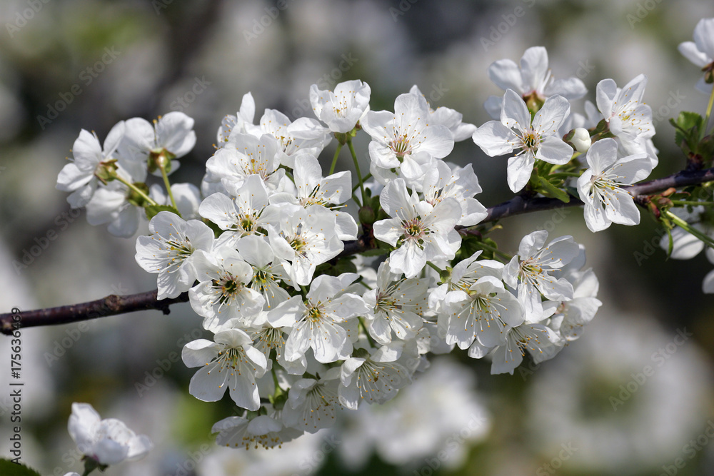 Blooming cherry tree (Prunus avium) - Altes Land, Hamburg, Lower Saxony, Germany, Europe Blooming cherry tree (Prunus avium) - Altes Land, Hamburg, Lower Saxony, Germany, Europe