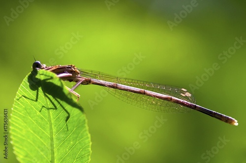 Dragonfly (Odonata) on leaf