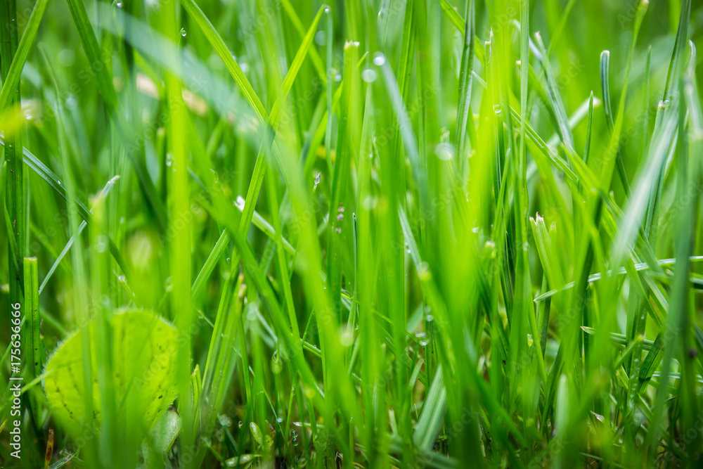 green grass green grass