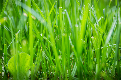green grass