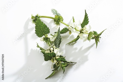 Blossoming White Deadnettle (Lamium album)