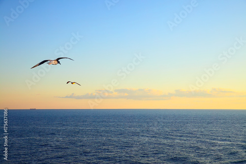 Seascape with flying seagulls