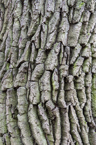 natural texture backgrounds, oak bark