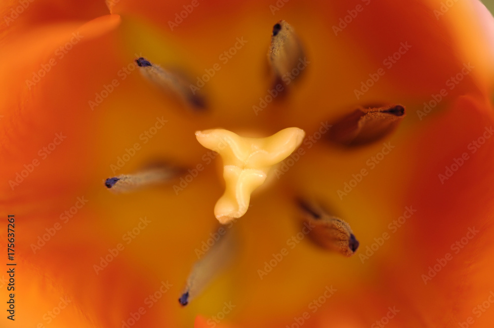 Fototapeta premium Tulips (tulipa)
