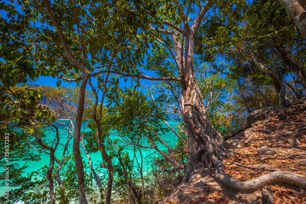 Amazing tropical trees on the Tup Island. AO Nang, Krabi, Thailand. Amazing tropical trees on the Tup Island. AO Nang, Krabi, Thailand.