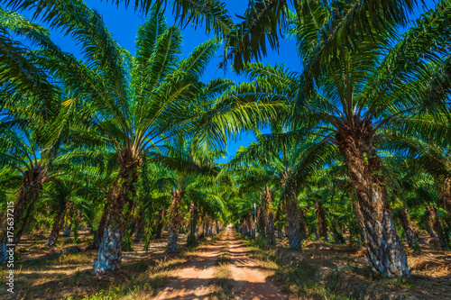 Pineapple plantation. Lanta. Krabi, Thailand.