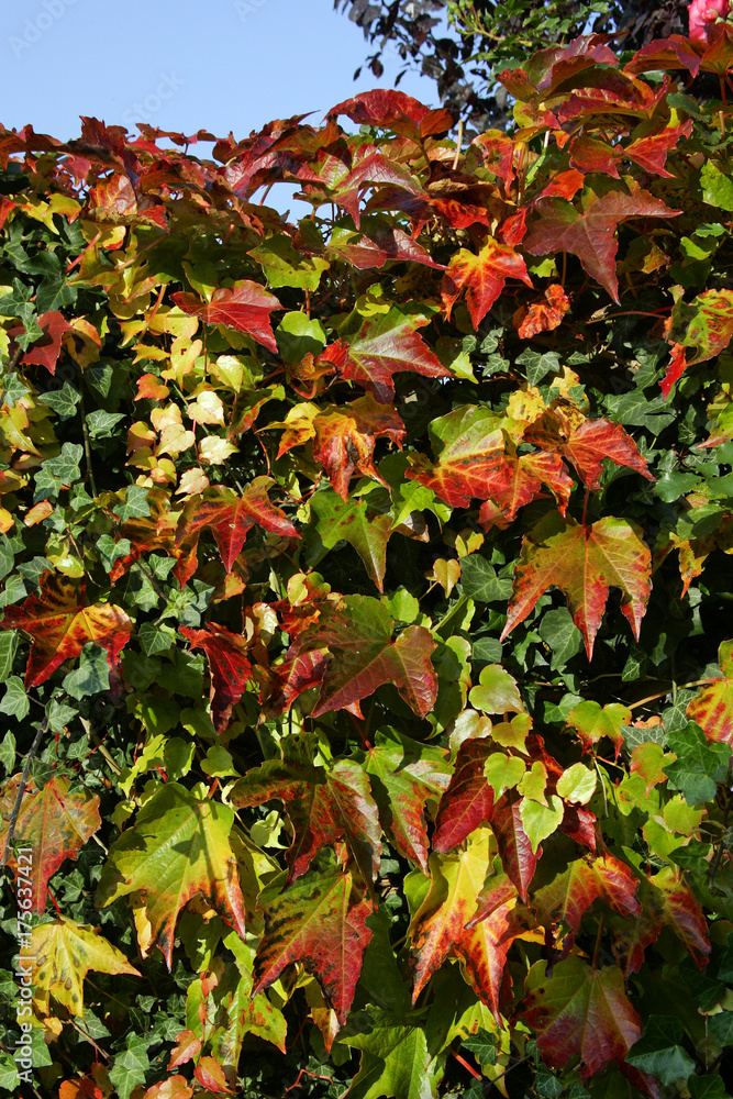 Boston ivy Japanese creeper Japanese ivy (Parthenocissus