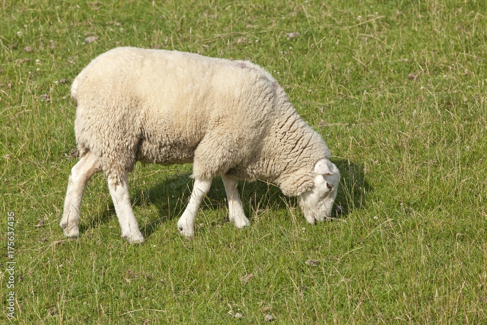 Sheep on dike, Strucklahnungshoern, Nordstrand, North Friesland, Schleswig-Holstein, Germany, Europe Sheep on dike, Strucklahnungshoern, Nordstrand, North Friesland, Schleswig-Holstein, Germany, Europe