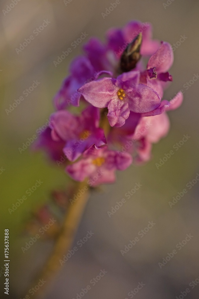 February Daphne or Mezerion (Daphne mezereum) February Daphne or Mezerion (Daphne mezereum)
