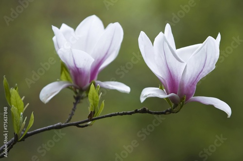 Magnolia blossoms (Magnolia)