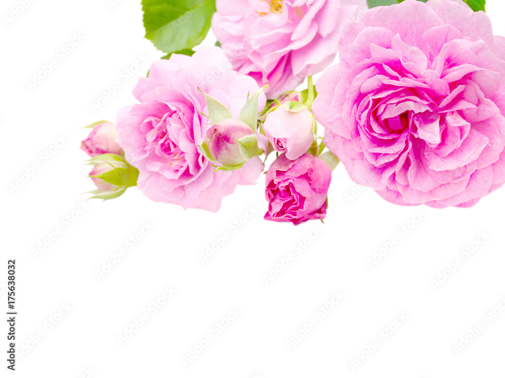 Antique pink roses in the corner isolated on white Antique pink roses in the corner isolated on white