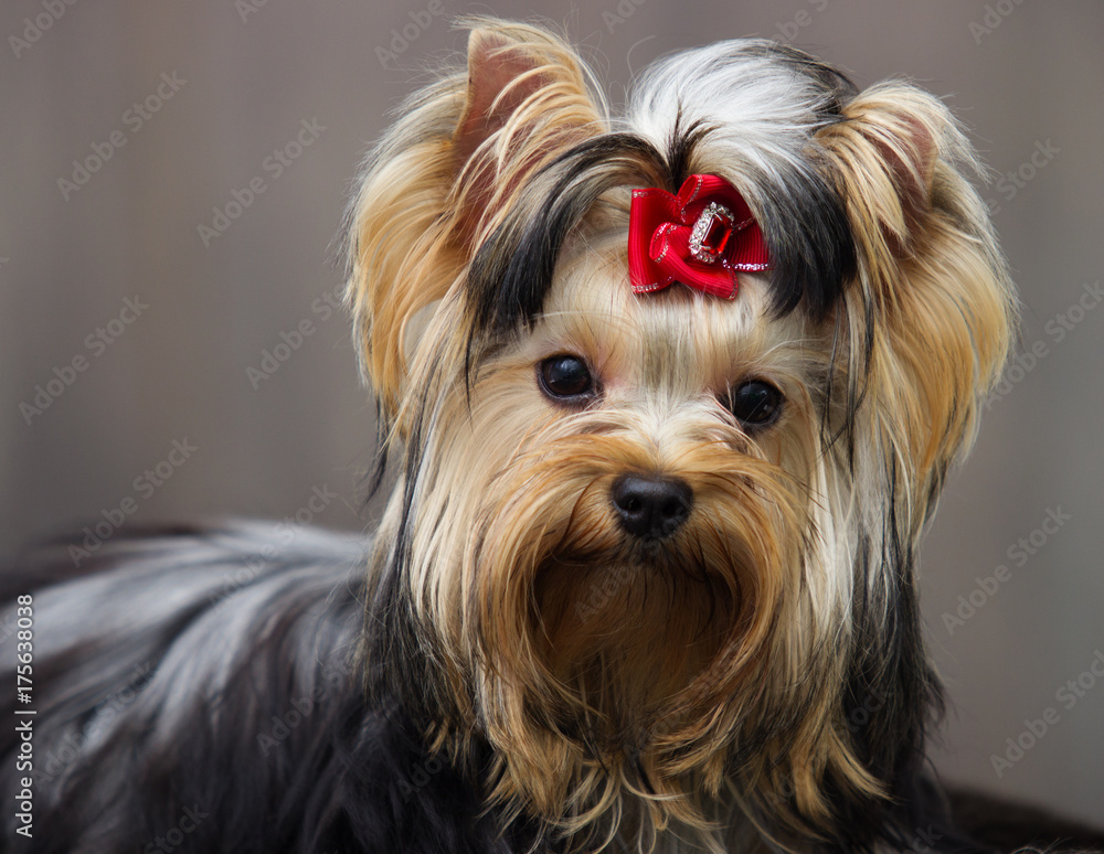 yorkshire terrier dog on a wooden background