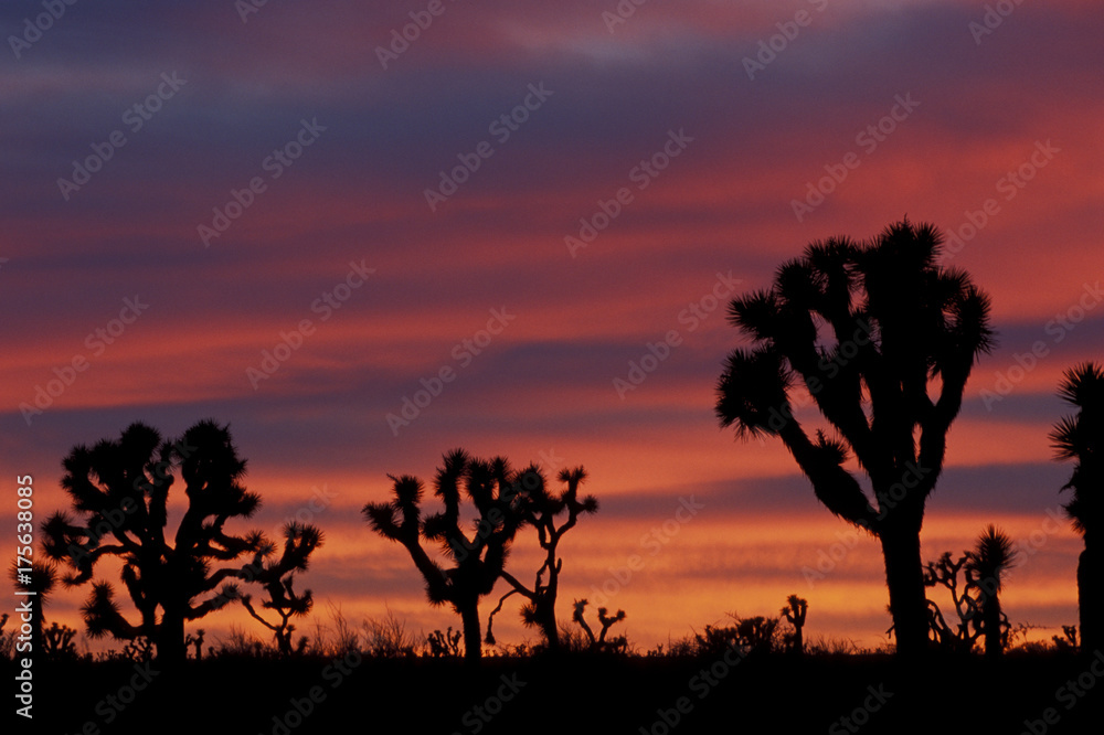 Silhouettes of Joshua trees (yucca brevifolia) and red clouds at dusk in Joshua Tree National Park California USA