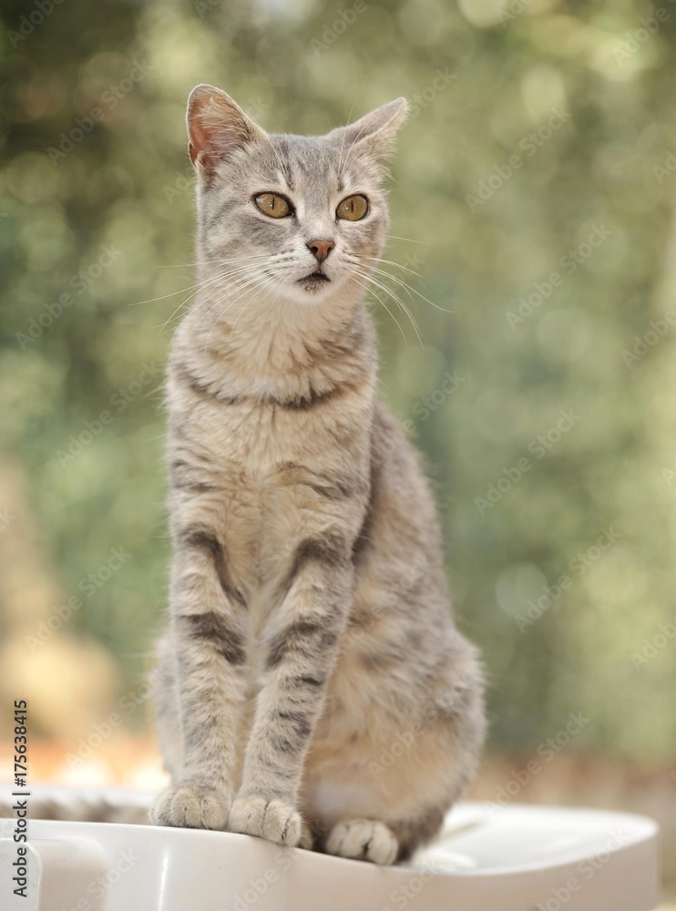 Young grey-tigered cat sitting on a chair