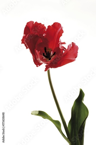 Red Parrot Tulip (Tulipa)