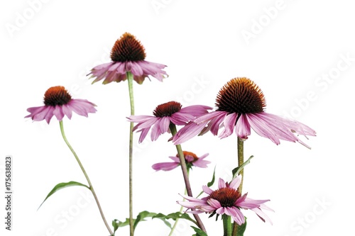 Purple Coneflowers  Echinacea 