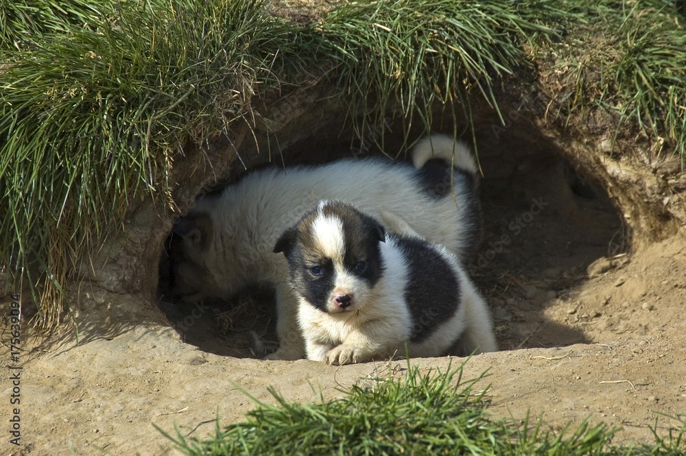 Fototapeta premium Greenland Dog with puppy (Canidae), sled dog, Greenland, Arctic, North America