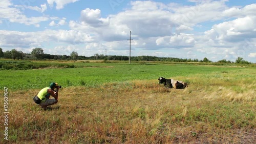 The cameraman shoots the grazing cow on video camera photo