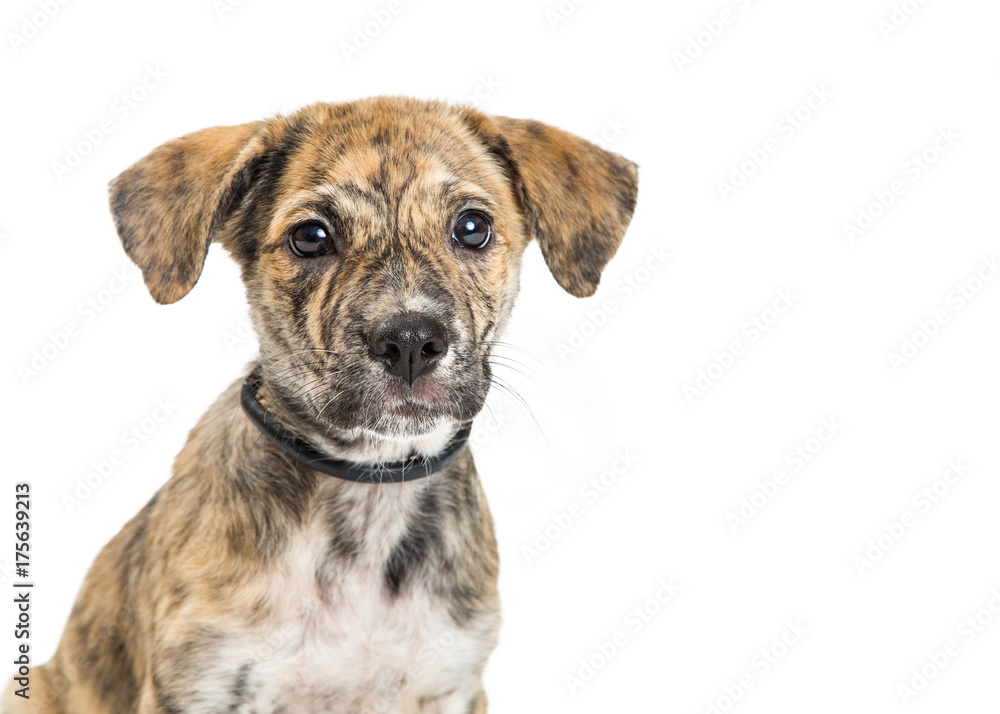 Obraz premium Closeup of Young Brindle Puppy Dog