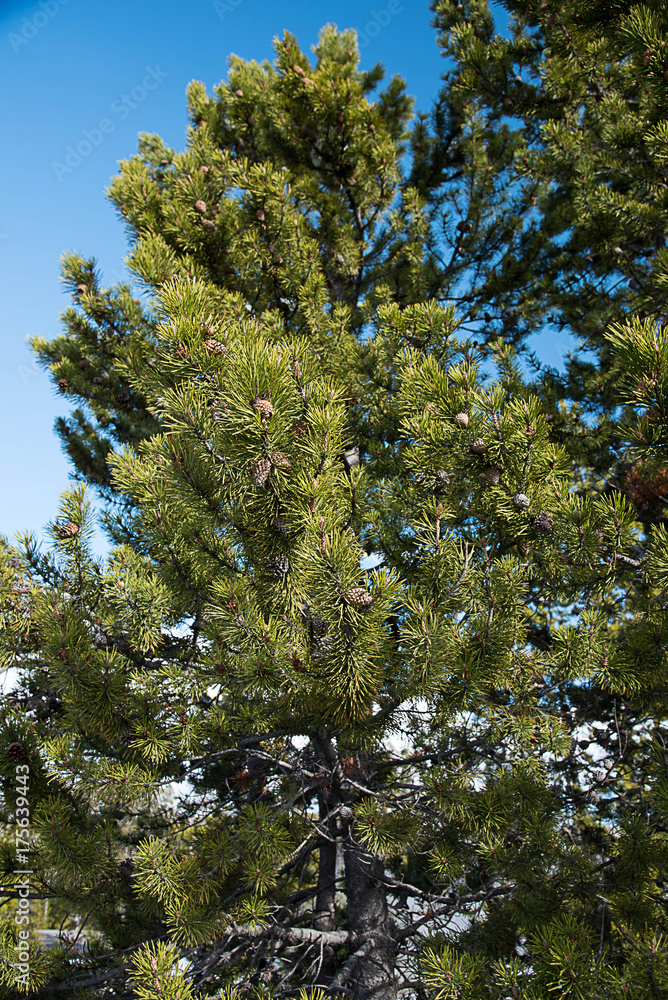 Obraz premium Pine tree