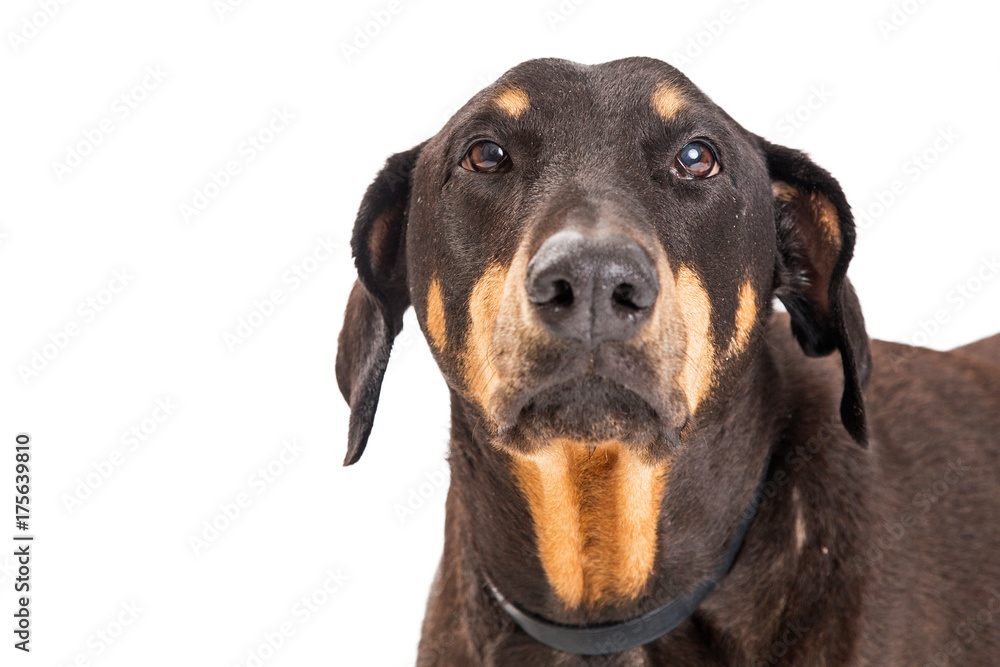 Closeup Sad Unhappy Doberman Pinscher Dog