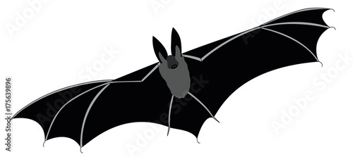 Fledermaus, Langohrfledermaus, fliegendes Säugetier, (Plecotus)