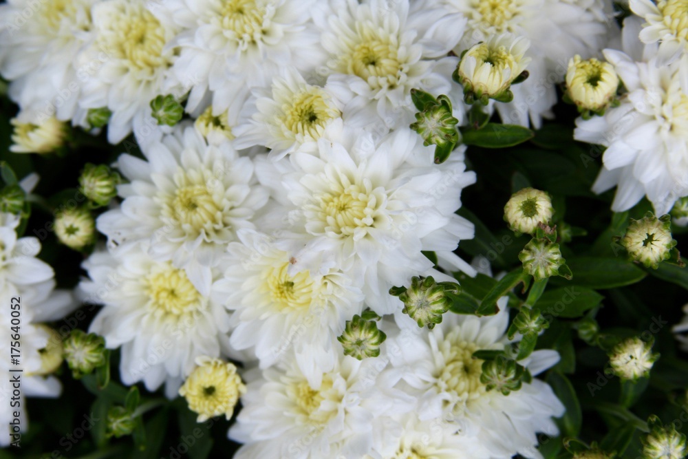 The white fall mums in the garden on a close up.