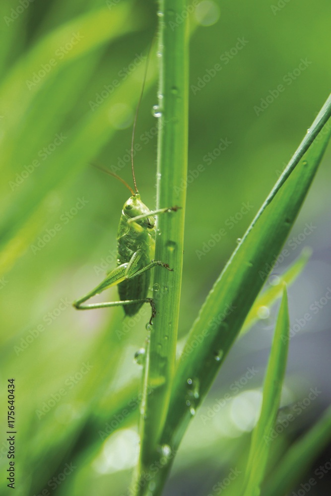 Short-winged Cone-head (Conocephalus dorsalis) Short-winged Cone-head (Conocephalus dorsalis)