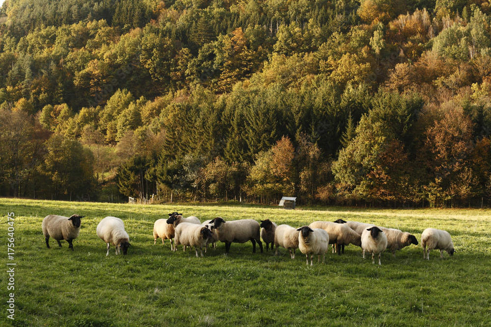 Typical sheep, Rhoen, Franconia, Bavaria, Germany, Europe Typical sheep, Rhoen, Franconia, Bavaria, Germany, Europe