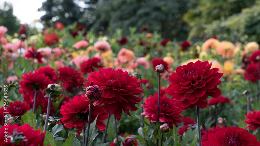 Red dahlias on a blurred floral background.