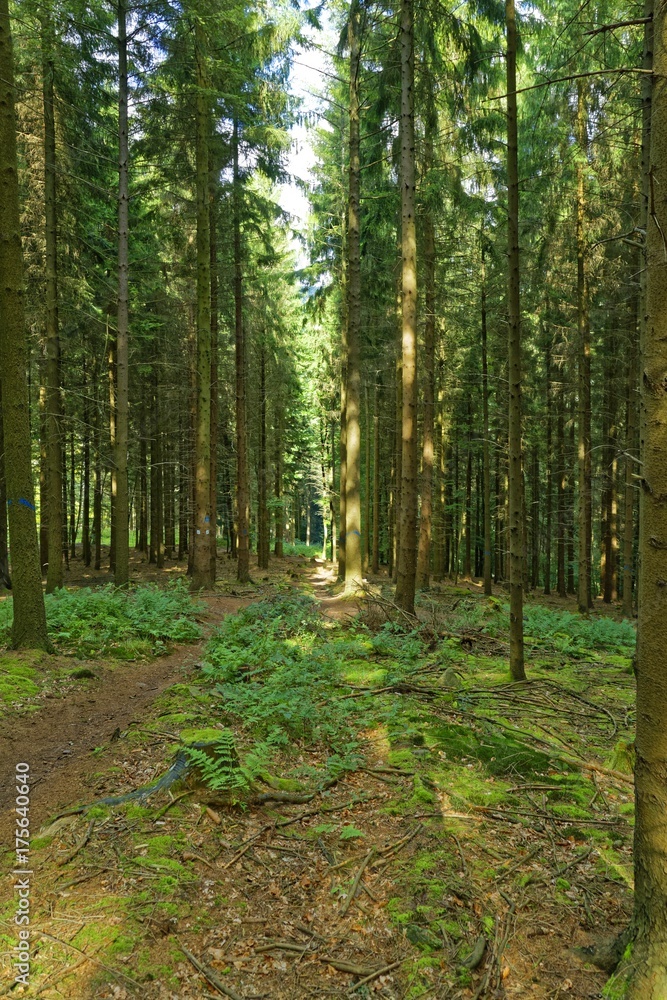 Fototapeta premium słońce w lesie