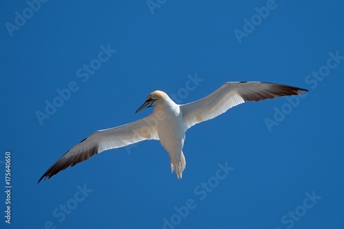 Flying northern gannet  Sula bassana   Morus bassanus 