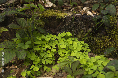 oxalis acetosella or clover plant growing wild in the green forest soil