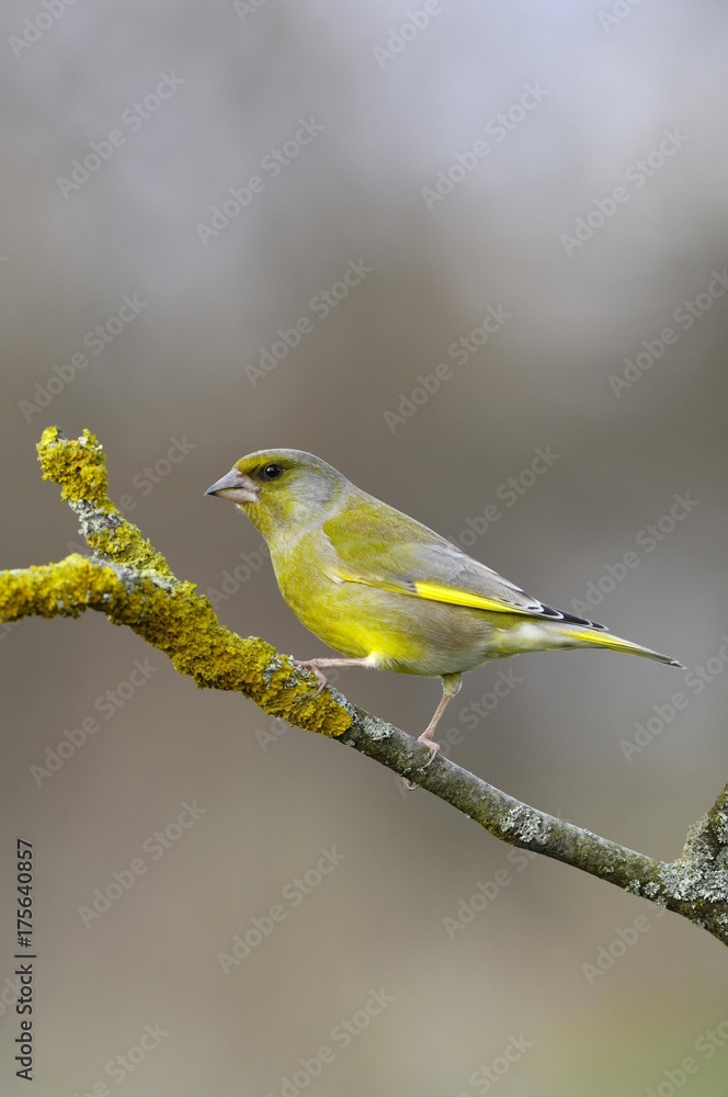 Obraz premium European Greenfinch (Carduelis chloris)